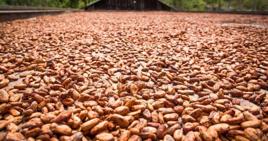 Previsão de chuvas abaixo da média na Costa do Marfim aumenta preocupação com a produção de cacau da safra 2026/27