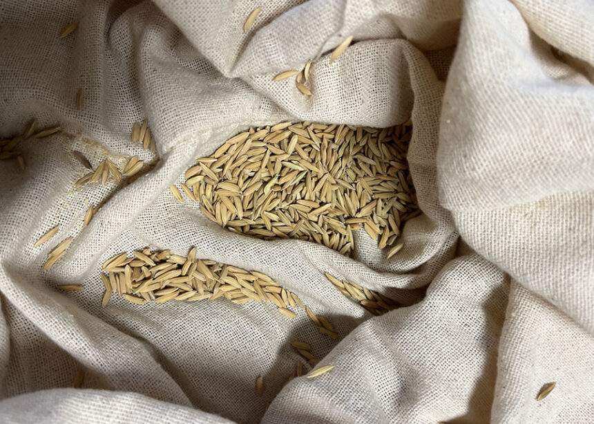 Arroz Anã de Porto Marinho cultivado no Rio de Janeiro