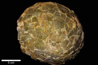 Fragmentos de cascas de ovos de titanossauros encontrados na Argentina