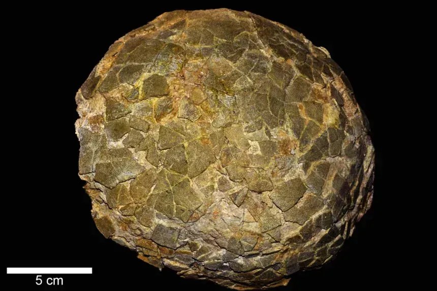 Fragmentos de cascas de ovos de titanossauros encontrados na Argentina