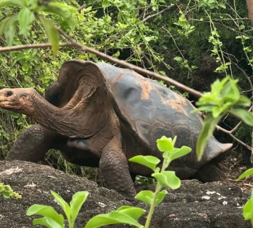 Tartaruga-gigante híbrida de Galápagos