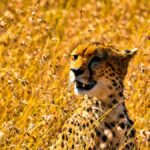 African safari planning: First-timer's guide to costs, destinations and seasons. Photo / Unsplash