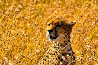 African safari planning: First-timer's guide to costs, destinations and seasons. Photo / Unsplash