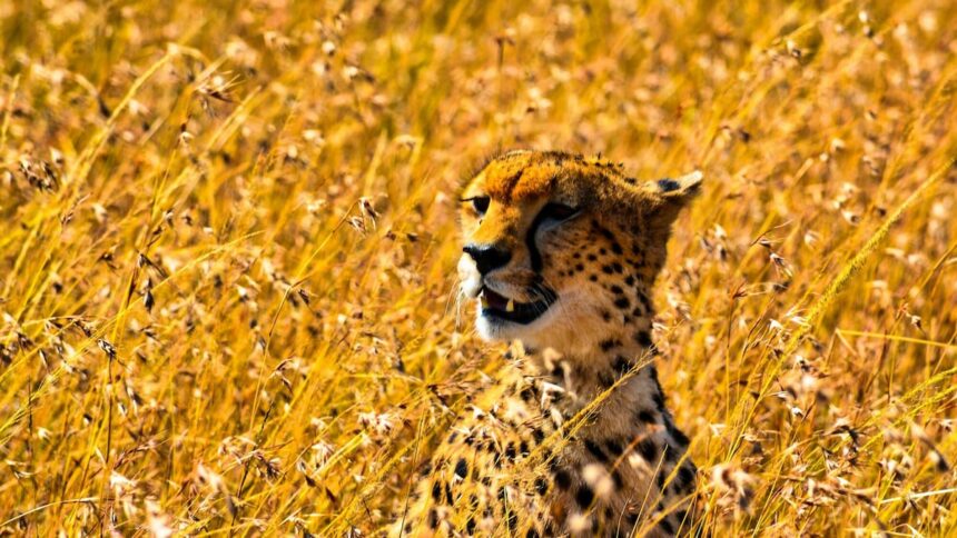 African safari planning: First-timer's guide to costs, destinations and seasons. Photo / Unsplash