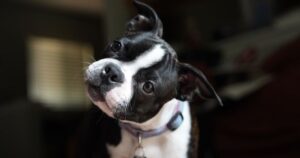 Você já falou com um cachorro e recebeu de volta aquele olhar atento acompanhado da cabeça inclinada para o lado? O gesto costuma aparecer quando o animal escuta uma palavra conhecida, uma mudança na entonação ou algum som que desperta sua atenção. Apesar de parecer apenas uma reação de curiosidade, a inclinação da cabeça pode estar relacionada à forma como os cães direcionam a atenção para aquilo que estão ouvindo. O comportamento, que há anos chama a atenção dos tutores, também despertou o interesse de pesquisadores.