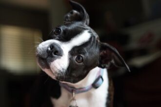 Você já falou com um cachorro e recebeu de volta aquele olhar atento acompanhado da cabeça inclinada para o lado? O gesto costuma aparecer quando o animal escuta uma palavra conhecida, uma mudança na entonação ou algum som que desperta sua atenção. Apesar de parecer apenas uma reação de curiosidade, a inclinação da cabeça pode estar relacionada à forma como os cães direcionam a atenção para aquilo que estão ouvindo. O comportamento, que há anos chama a atenção dos tutores, também despertou o interesse de pesquisadores.