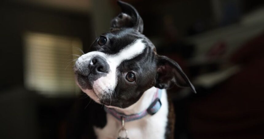 Você já falou com um cachorro e recebeu de volta aquele olhar atento acompanhado da cabeça inclinada para o lado? O gesto costuma aparecer quando o animal escuta uma palavra conhecida, uma mudança na entonação ou algum som que desperta sua atenção. Apesar de parecer apenas uma reação de curiosidade, a inclinação da cabeça pode estar relacionada à forma como os cães direcionam a atenção para aquilo que estão ouvindo. O comportamento, que há anos chama a atenção dos tutores, também despertou o interesse de pesquisadores.