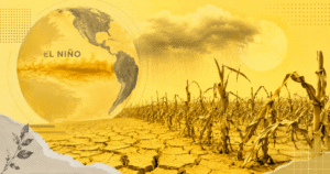 Plantação de milho no Brasil