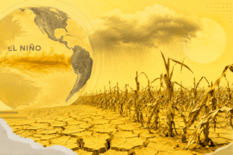 Plantação de milho no Brasil