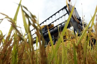 Sacos e grãos de arroz em contexto de abastecimento agrícola