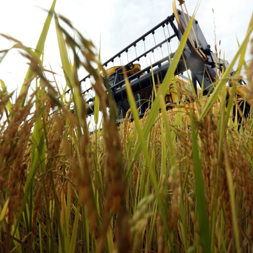 Sacos e grãos de arroz em contexto de abastecimento agrícola