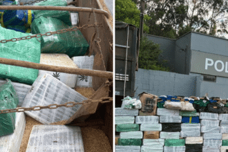 Apreensão de maconha em carga de aveia em Pirapozinho