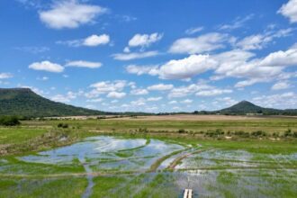 Plantação de arroz irrigado no Rio Grande do Sul