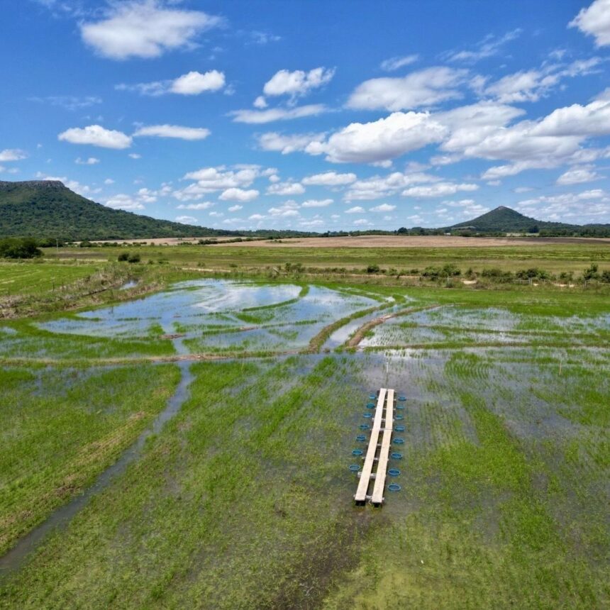 Plantação de arroz irrigado no Rio Grande do Sul