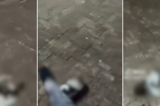 Filhote de shih-tzu resgatada após agressão em Aquidauana