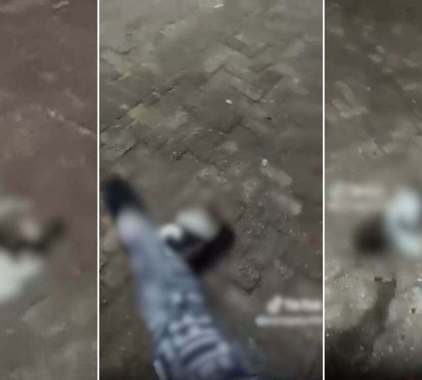 Filhote de shih-tzu resgatada após agressão em Aquidauana