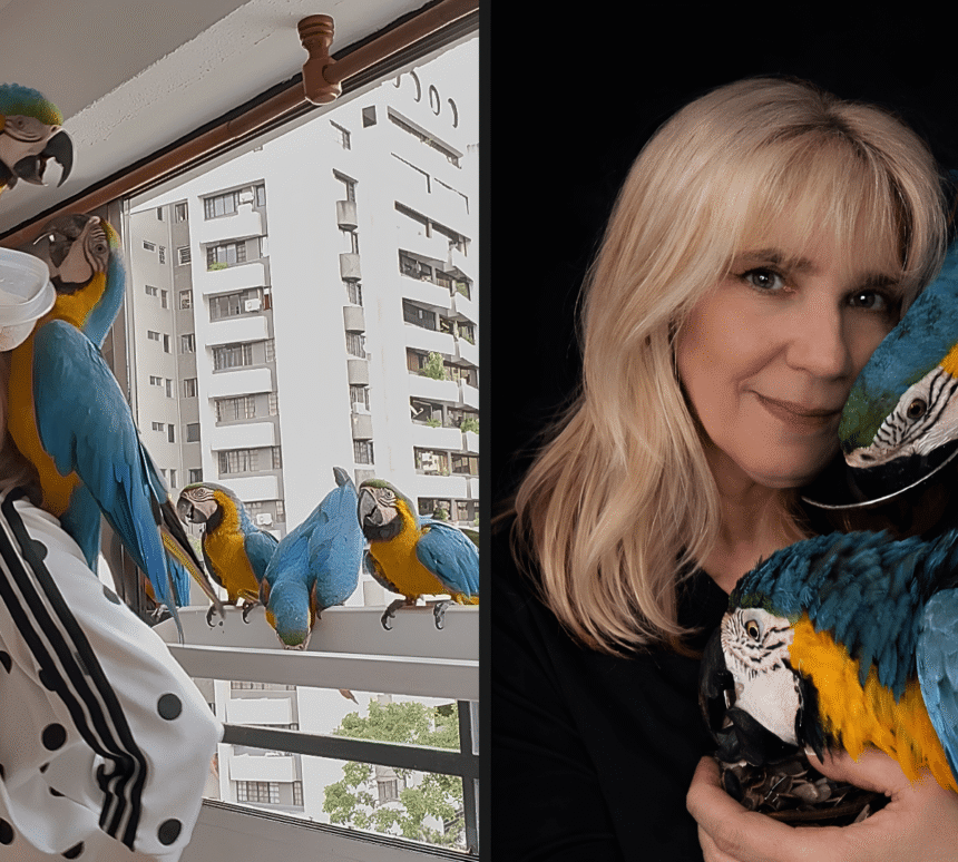 Araras livres em Caracas