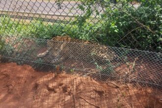 Onça de 120 kg é encontrada exausta em rodovia de SP e volta à mata