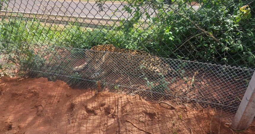 Onça de 120 kg é encontrada exausta em rodovia de SP e volta à mata
