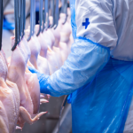 Carne bovina brasileira sendo inspecionada em frigorífico