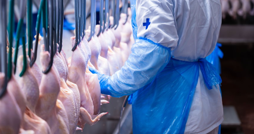 Carne bovina brasileira sendo inspecionada em frigorífico