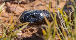 Cabeça de uma cobra preta brilhante, com escamas visíveis, rastejando sobre terra marrom e pedras, entre folhas de grama verde e seca em primeiro plano