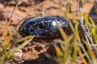Cabeça de uma cobra preta brilhante, com escamas visíveis, rastejando sobre terra marrom e pedras, entre folhas de grama verde e seca em primeiro plano