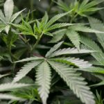 Tenants have been ordered to pay their landlord more than $90,000 after growing cannabis in the rental property. Photo / Alan Gibson