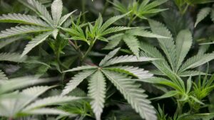 Tenants have been ordered to pay their landlord more than $90,000 after growing cannabis in the rental property. Photo / Alan Gibson