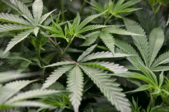 Tenants have been ordered to pay their landlord more than $90,000 after growing cannabis in the rental property. Photo / Alan Gibson