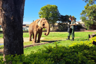 Elefante Sandro deixa Sorocaba após 44 anos e vai para santuário