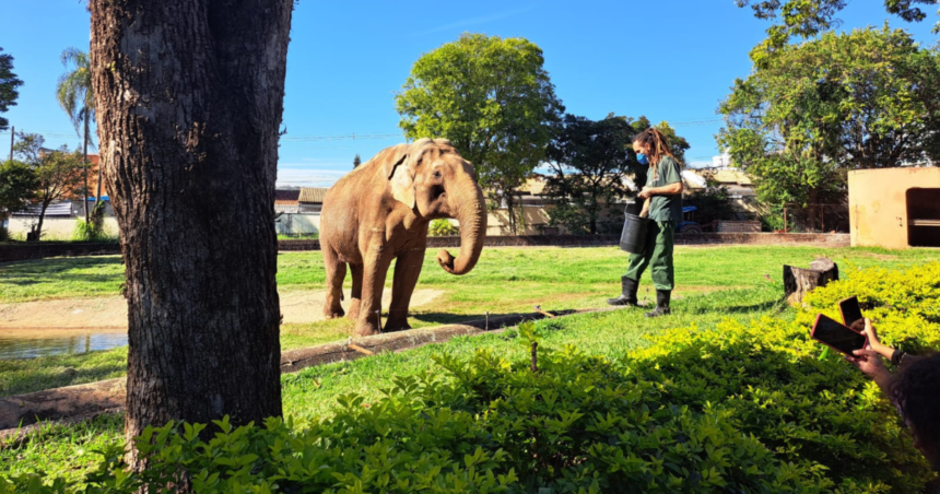 Elefante Sandro deixa Sorocaba após 44 anos e vai para santuário