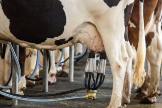 Vaca leiteira em propriedade rural durante manejo de produção
