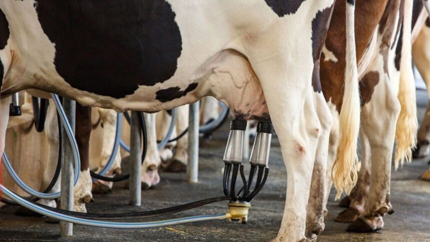 Vaca leiteira em propriedade rural durante manejo de produção