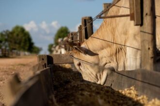 Divisão de saúde e nutrição animal da DSM-Firmenich