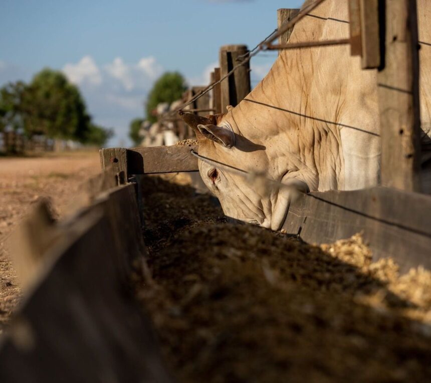 Divisão de saúde e nutrição animal da DSM-Firmenich
