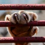 About 1000 zoo animals – some extremely rare in breeding programmes – are in a fight for survival in Cuba, suffering food and fuel rationing during a US fuel blockade. Photo / Yamil Lage, AFP