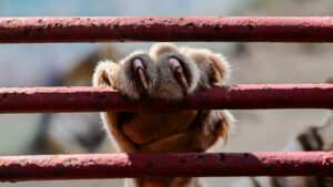 About 1000 zoo animals – some extremely rare in breeding programmes – are in a fight for survival in Cuba, suffering food and fuel rationing during a US fuel blockade. Photo / Yamil Lage, AFP