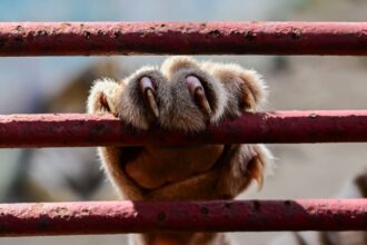 About 1000 zoo animals – some extremely rare in breeding programmes – are in a fight for survival in Cuba, suffering food and fuel rationing during a US fuel blockade. Photo / Yamil Lage, AFP