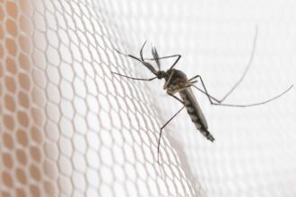 Mosquito on white mosquito wire mesh,net.Mosquito disease is carrier of Malaria, Zica Virus , Fever. Foto: grooveriderz/ Adobestock