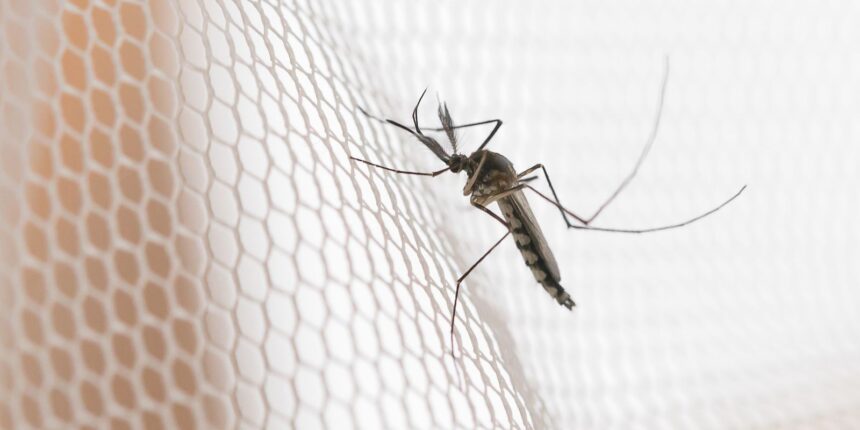 Mosquito on white mosquito wire mesh,net.Mosquito disease is carrier of Malaria, Zica Virus , Fever. Foto: grooveriderz/ Adobestock