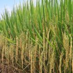 Plantação agrícola no Brasil