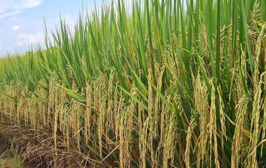 Pesquisadores e áreas experimentais do Instituto Agronômico de Campinas