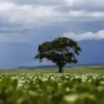Árvore brasileira vira ameaça no Havaí e é combatida com drones