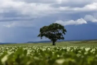 Árvore brasileira vira ameaça no Havaí e é combatida com drones