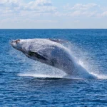 Baleia, elefante e girafa têm os maiores corações do mundo animal