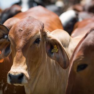 Planta frigorífica e área rural representam o setor de produção de carne de frango no Paraná.