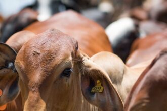 Planta frigorífica e área rural representam o setor de produção de carne de frango no Paraná.