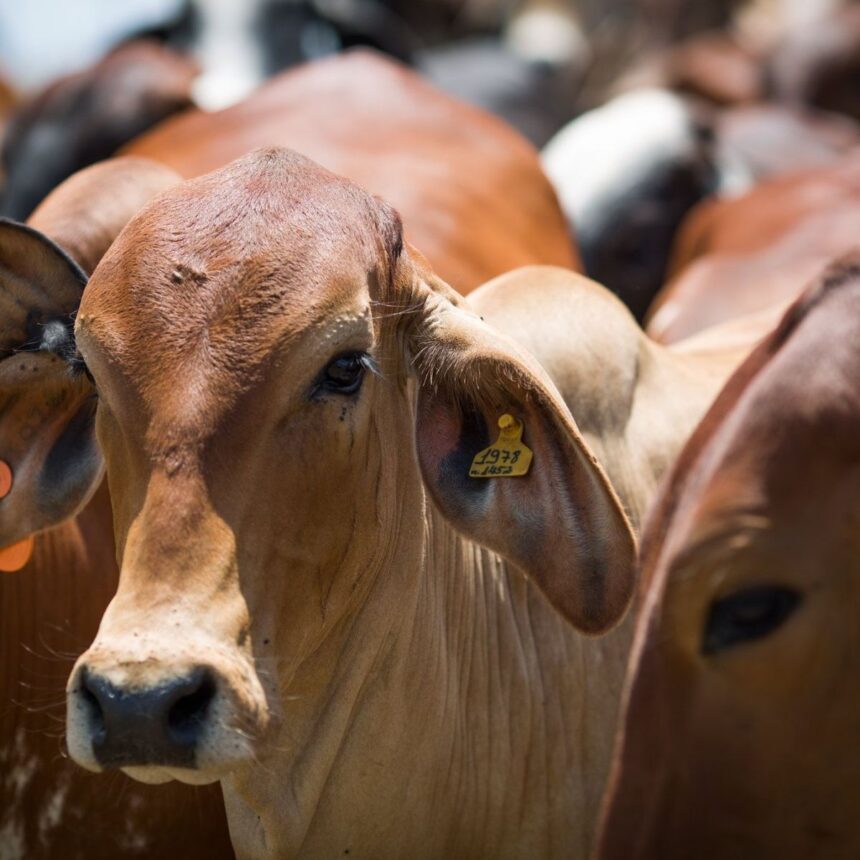 Planta frigorífica e área rural representam o setor de produção de carne de frango no Paraná.