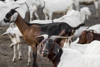 Linha de produção de leite de cabra em pó na Paraíba